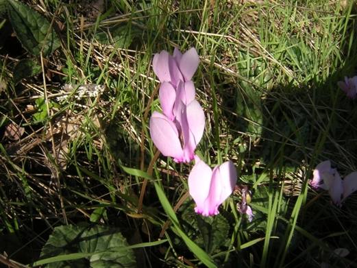 Cyclamen hederifolium